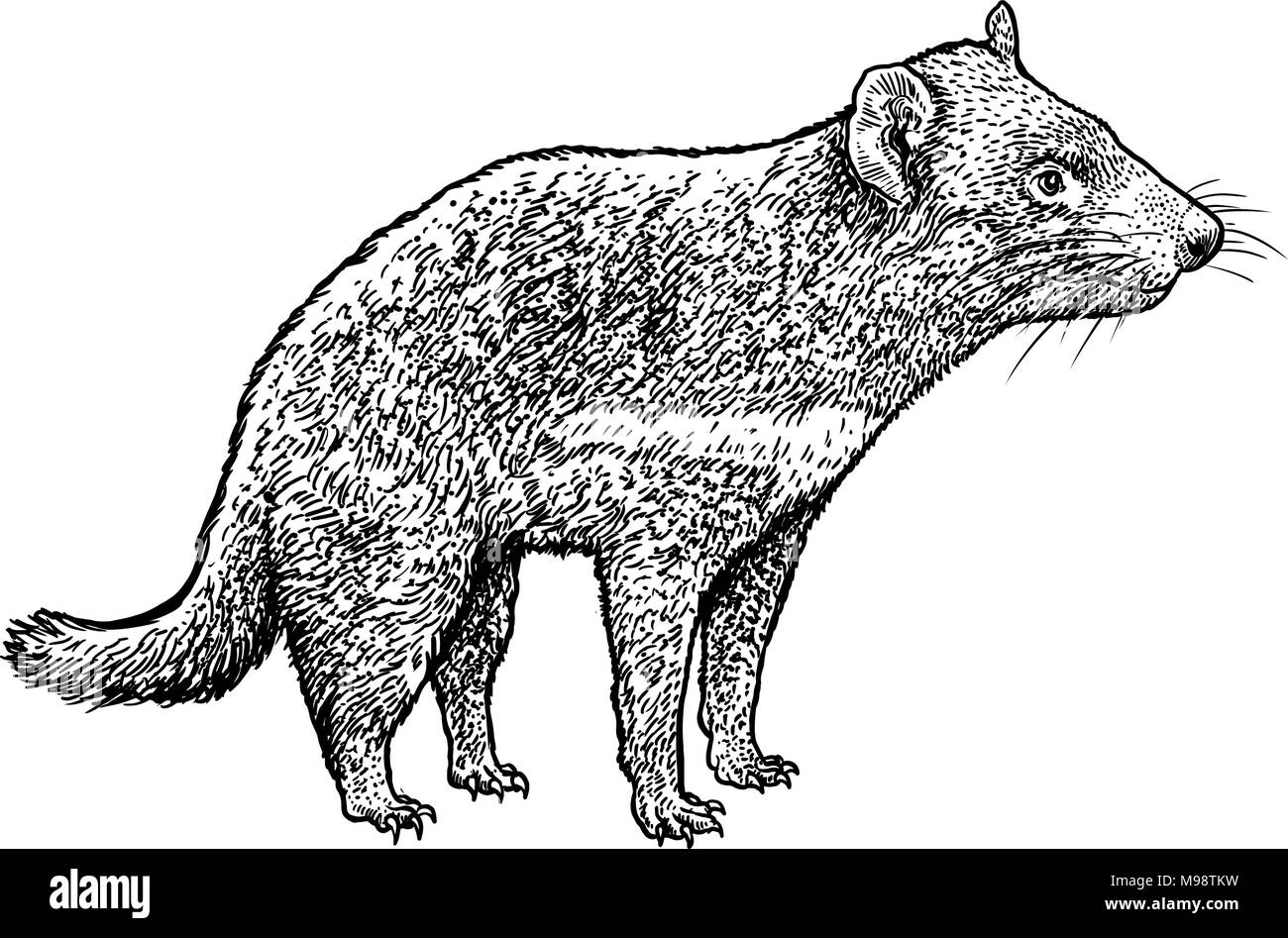 Tasmanian devil illustration, drawing, engraving, ink, line art, vector Stock Vector