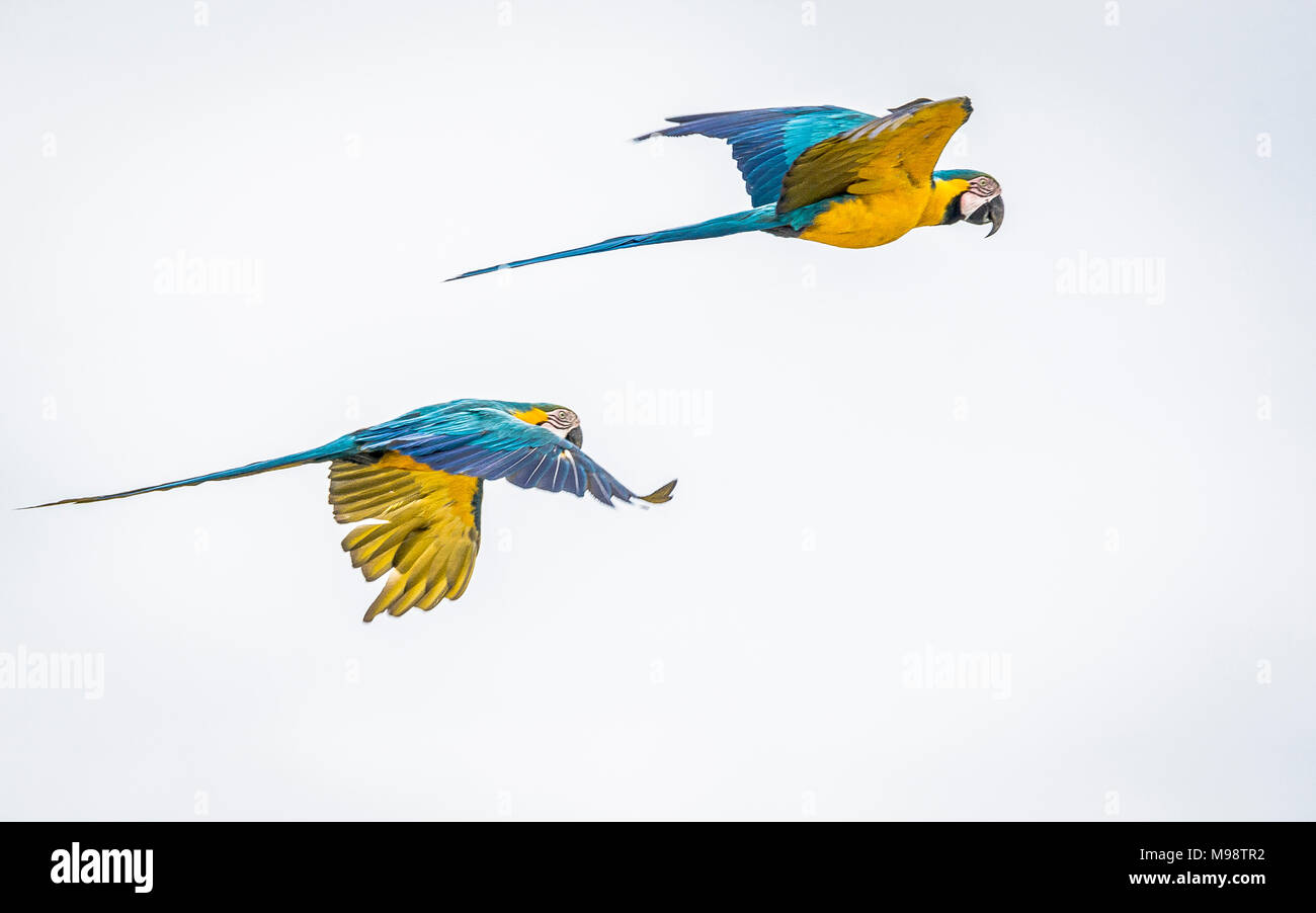 A blue and yellow macaw in flight. Stock Photo