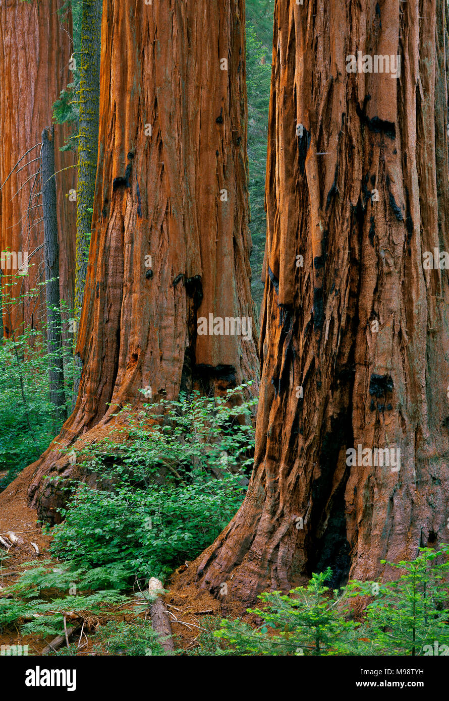 Giant Sequoia, Sequoiadendron giganteum, Redwood Canyon, Kings Canyon National Park, California Stock Photo