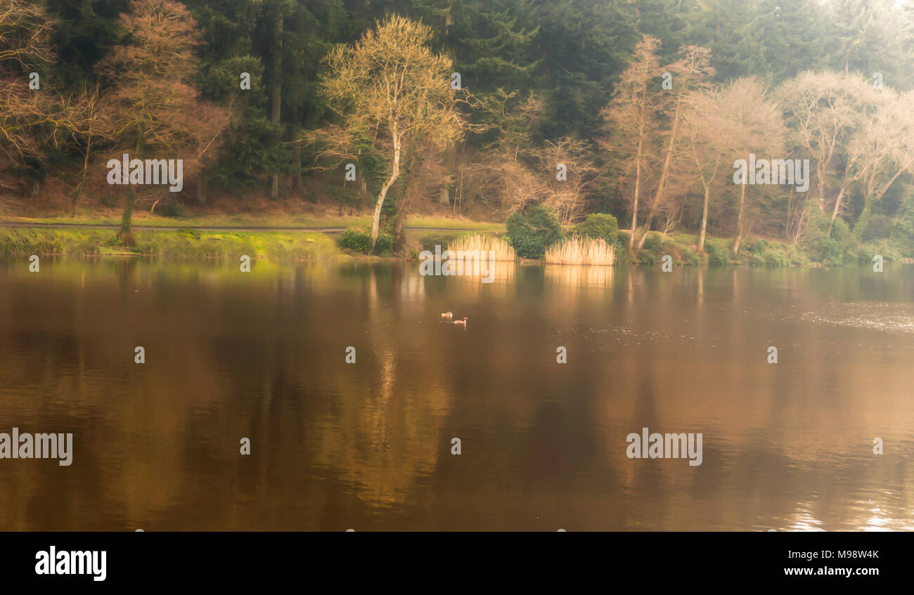 Shearwater lake- Wiltshire UK - countryside Stock Photo