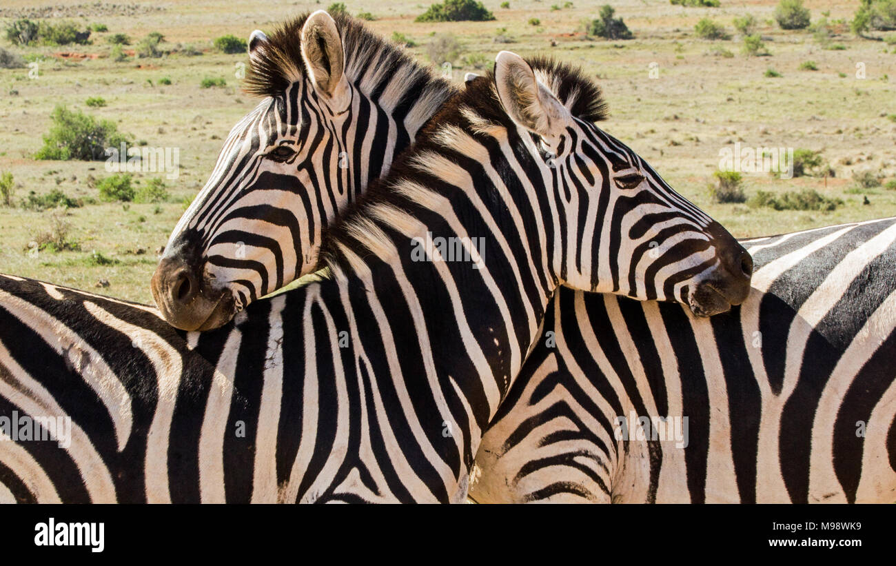 Zebras resting their heads on each other Stock Photo Alamy