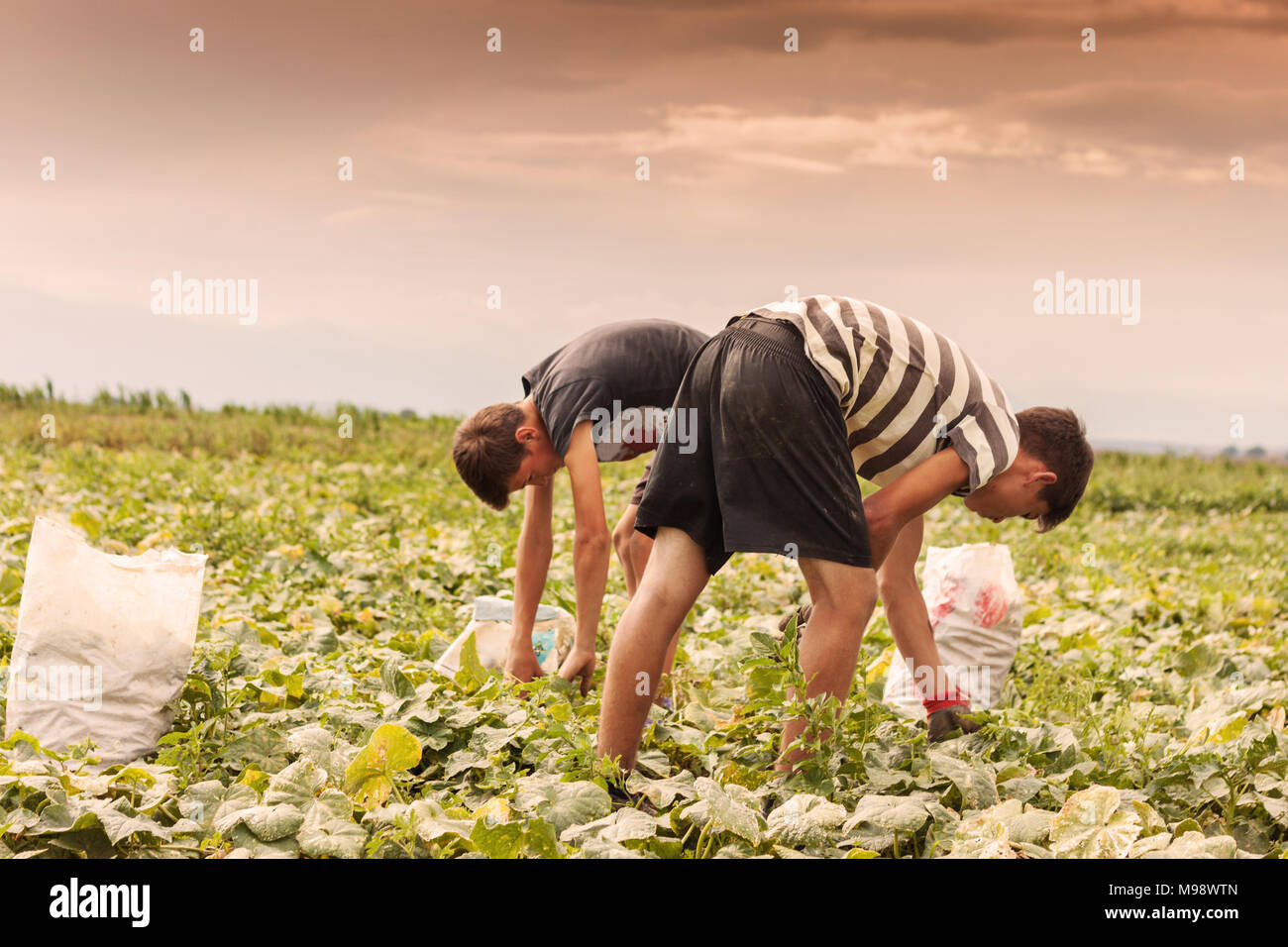 harvesting helpers picking up the cucumbers in front of sunny weather Stock Photo