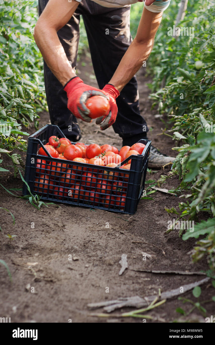 young male farmer picking up fresh tomatoes at plantation Stock Photo ...