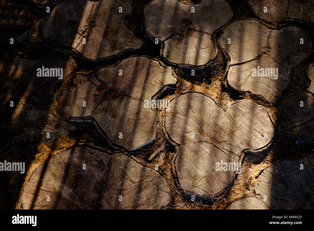 Rough cut of Pine tree floor tiles Stock Photo - Alamy