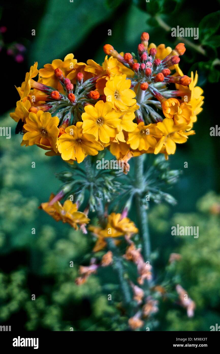 Candelabra Primrose (Primula bulleyana) flowers form a pinwheel shape. Stock Photo