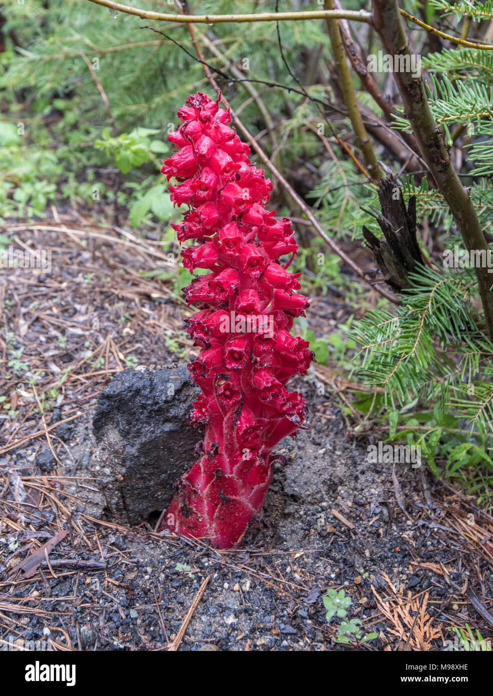 Snow plant colonies burst from the ground in Sequoia National Park in Spring Stock Photo