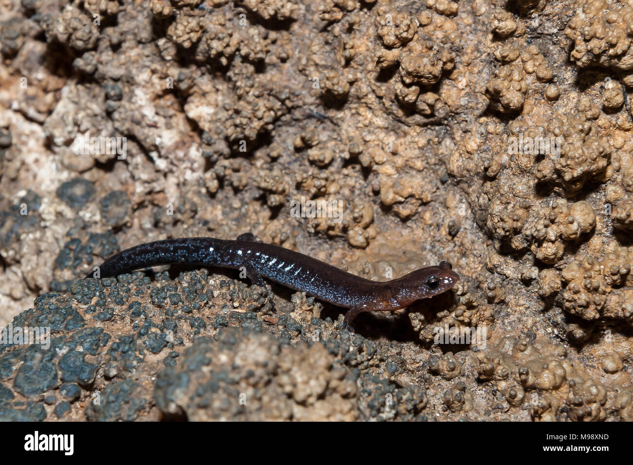 Juvenile Pigeon Mountain Salamander (Plethodon petraeus) Stock Photo