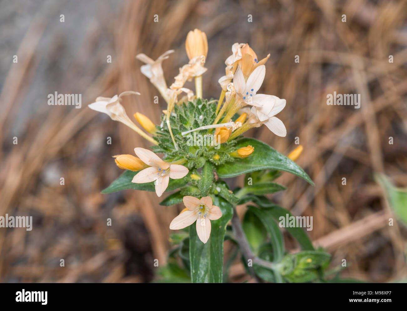 Large Flowered Collomia grows off the beaten path in Sequoia National Park. Stock Photo