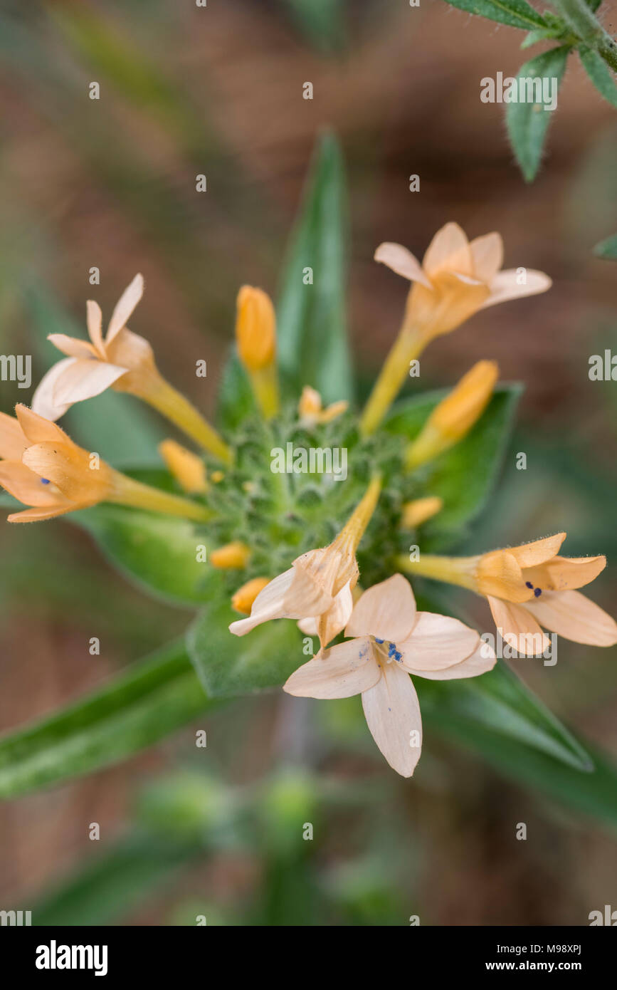 Large Flowered Collomia grows off the beaten path in Sequoia National Park. Stock Photo