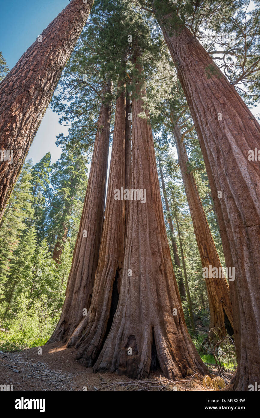 The Giant Sequoia is both the largest tree species and the largest living organism on Earth. Sequoia National Park is home to thousands of these trees. Stock Photo