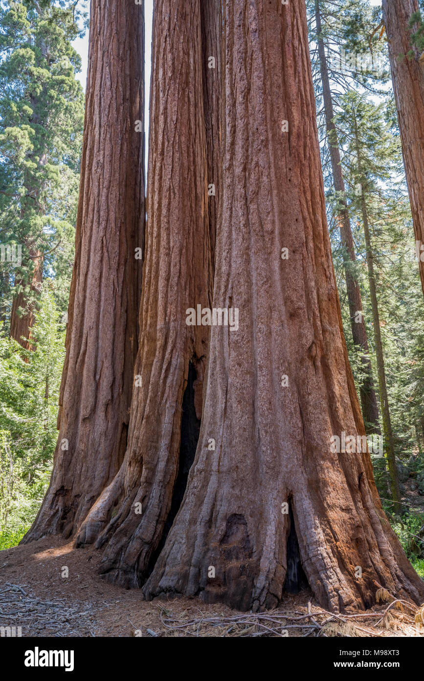 the-giant-sequoia-is-both-the-largest-tree-species-and-the-largest