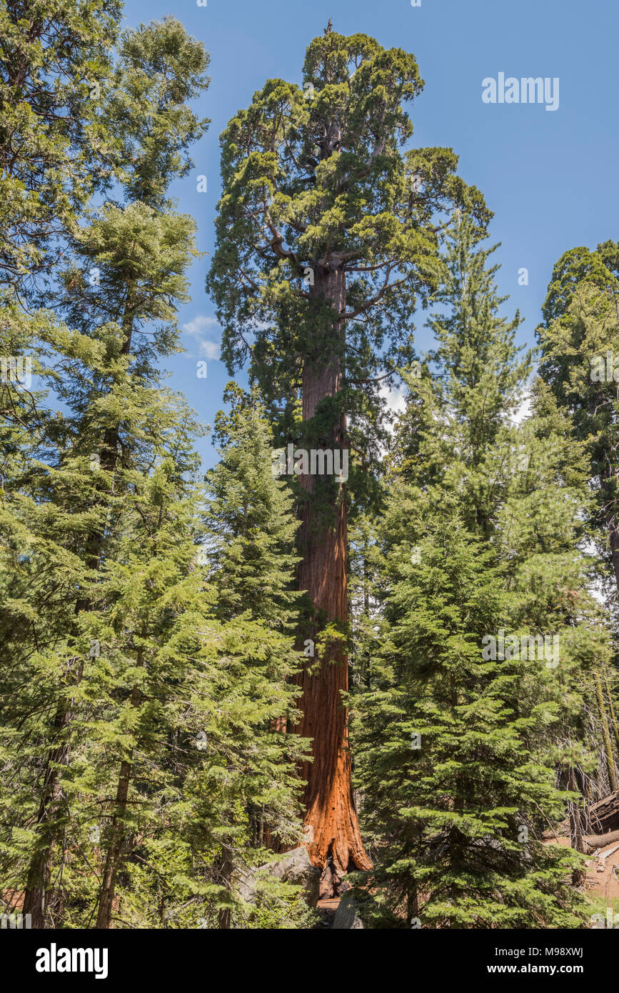 The Giant Sequoia is both the largest tree species and the largest living organism on Earth. Sequoia National Park is home to thousands of these trees. Stock Photo
