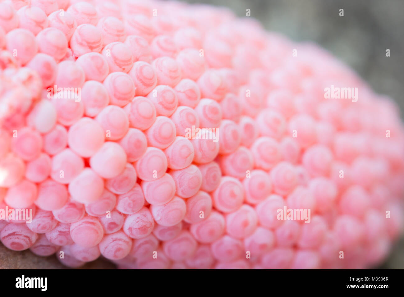 Eggs in the pond snail Stock Photo