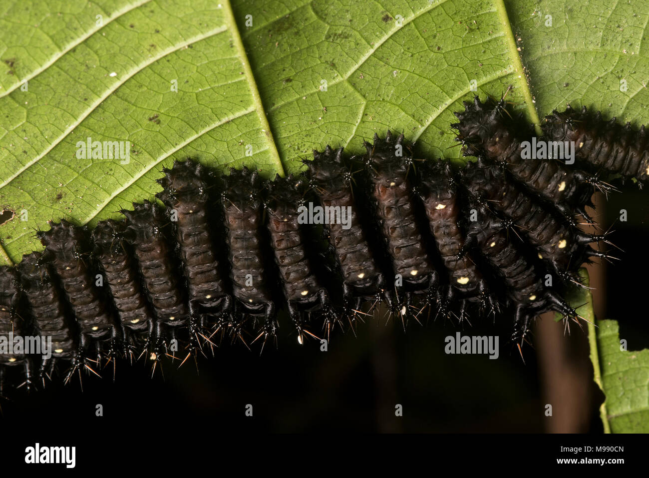 A large group of slug moth caterpillars on a leaf, eating the foliage.  These slug caterpillars pack a powerful sting as a predator deterrent. Stock Photo