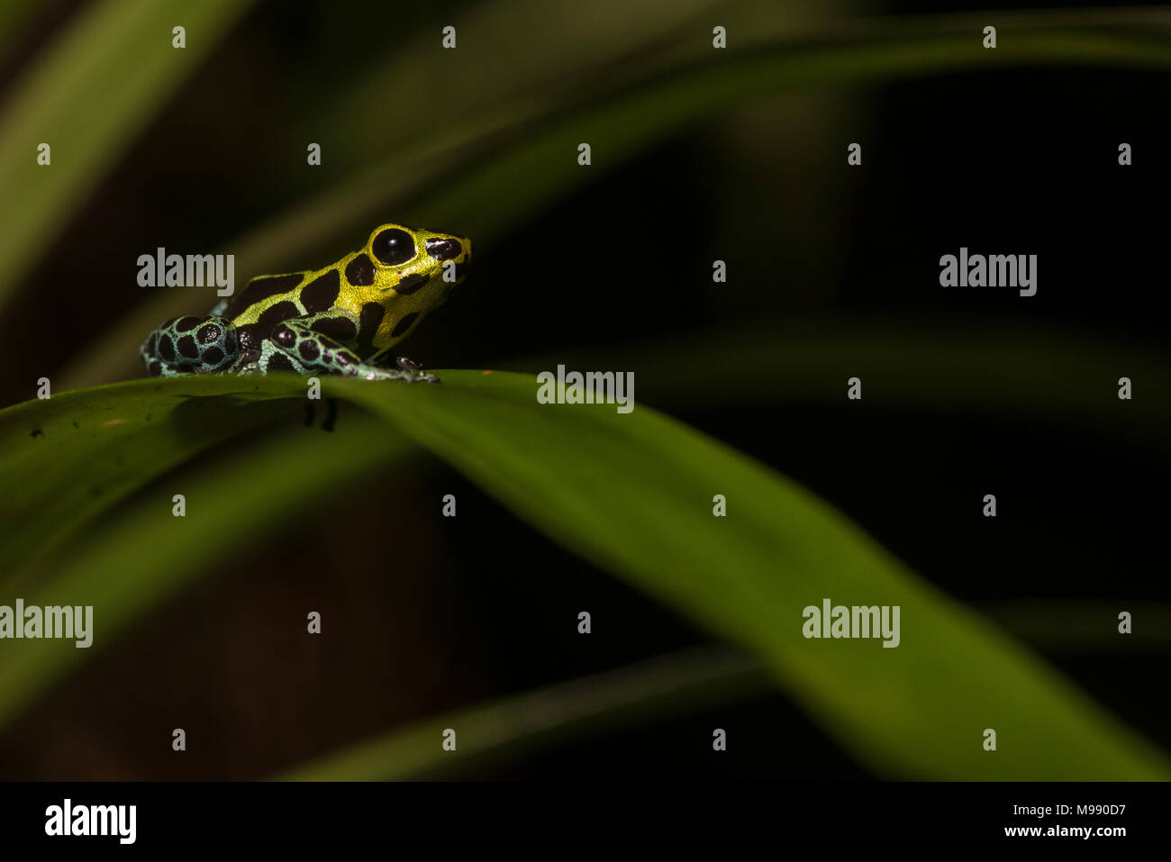 Splash back poison frog (Ranitomeya variabilis) a poison dart frog that lives in the wet forest of Peru's mountains. Stock Photo