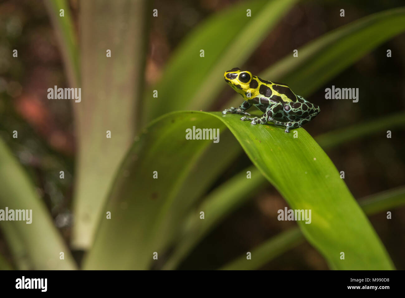 Splash back poison frog (Ranitomeya variabilis) a poison dart frog that lives in the wet forest of Peru's mountains. Stock Photo