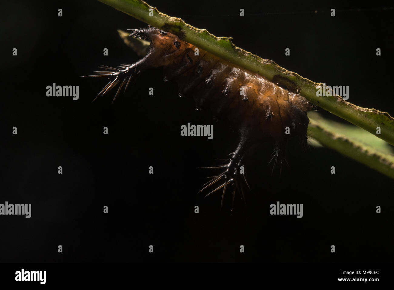A upside down slug caterpillar on the underside of a leaf in the Peruvian rainforest, it packs a powerful and painful sting to protect itself. Stock Photo