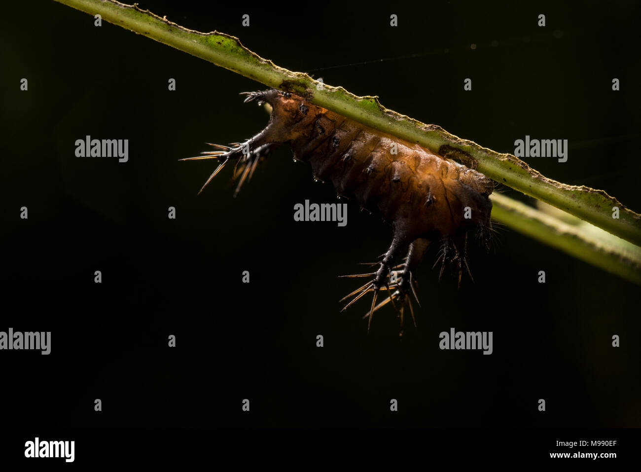 A upside down slug caterpillar on the underside of a leaf in the Peruvian rainforest, it packs a powerful and painful sting to protect itself. Stock Photo