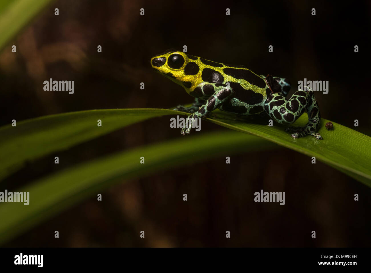 A gorgeous splash back poison frog (Ranitomeya variabilis) from the high altitude forest of Peru. These frogs live in the trees and epiphytes. Stock Photo