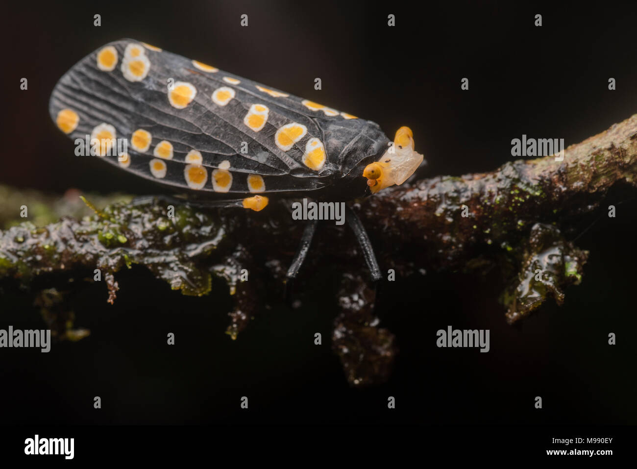 Some sort of polka dotted planthopper from the Peruvian cloud forest. Perhaps the bright color signals distastefulness to predators. Stock Photo