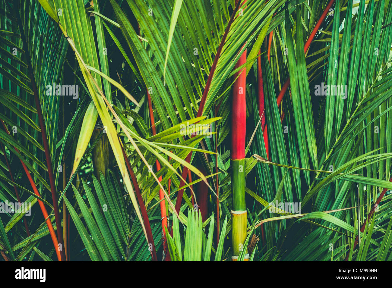 palm tree with red strem, sealing wax palm a.k.a. lipstick palm Stock Photo