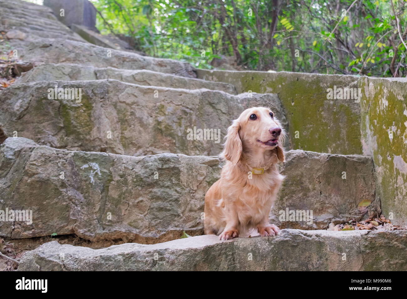 Small cute beige Dachshund dog sitting on outdoor concrete stairs. Good walk in sunny day. Stock Photo