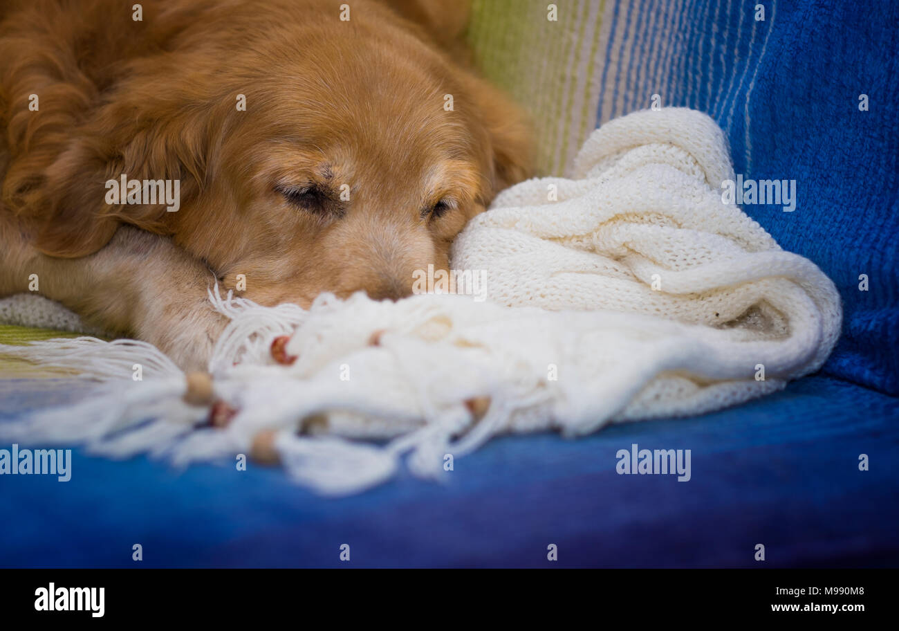 Golden retriever sleeping hires stock photography and images Alamy