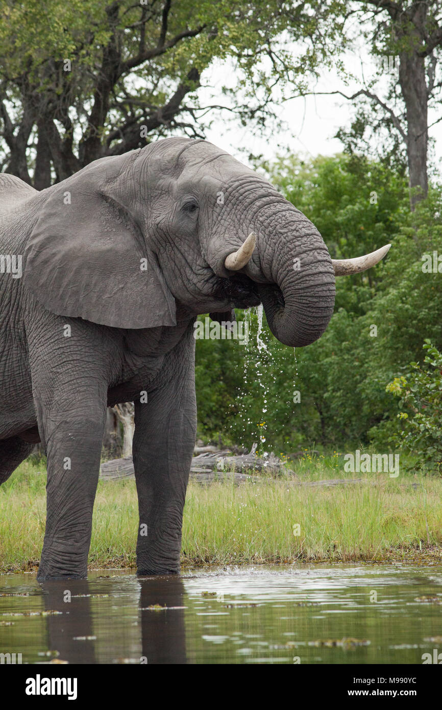 African Elephant (Loxodonta africana). Drinking from river using trunk. Chobe National Park. Okavango Delta. Botswana. Africa. Stock Photo