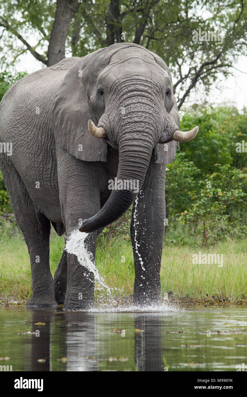 African Elephant (Loxodonta africana). Drinking from river using trunk. Chobe National Park. Okavango Delta. Botswana. Africa. Stock Photo