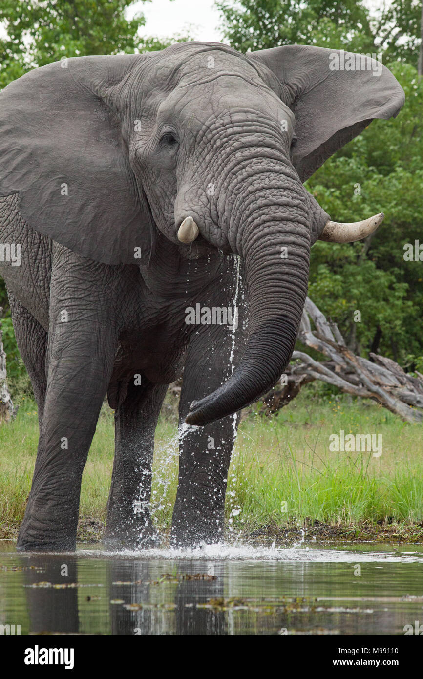 African Elephant (Loxodonta africana). Drinking from river using trunk. Chobe National Park. Okavango Delta. Botswana. Africa. Stock Photo
