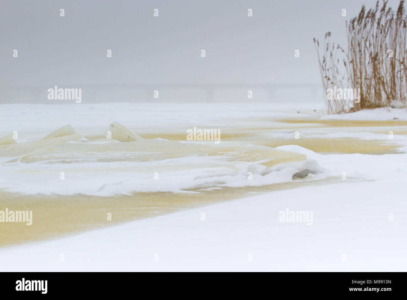 Winter landscape. Composition of nature. Reed plant Stock Photo - Alamy