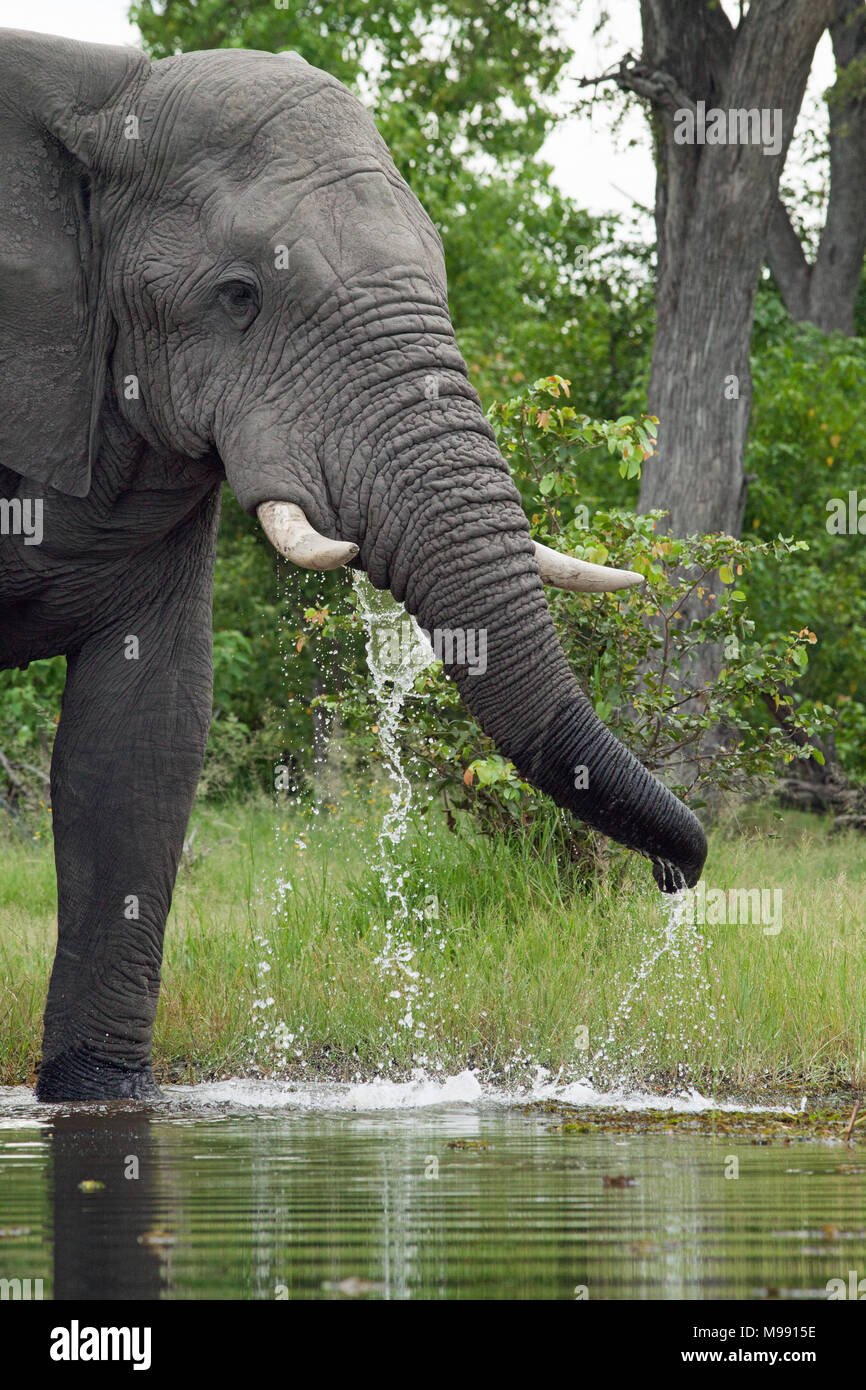 African Elephant (Loxodonta africana). Adult bull drinking from river using trunk. Chobe National Park. Okavango Delta. Botswana. Africa. Stock Photo