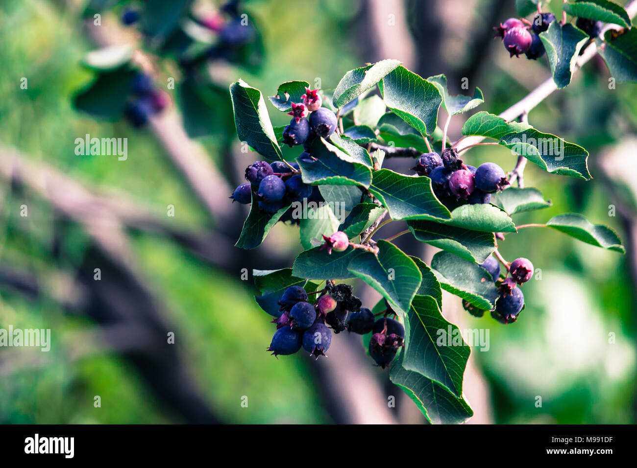 Saskatoon berries with green leaves in the summer garden Stock Photo