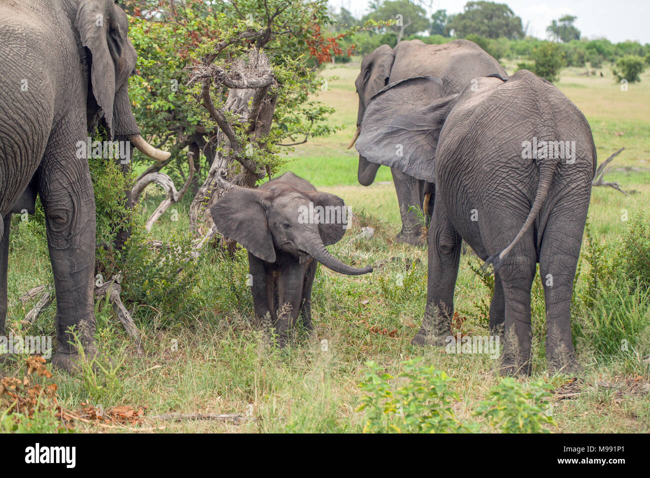 African Elephants (Loxodonta africana). Calf or baby, trying to locate its own mother amongst several other cows browse feeding. Okavango Delta. Botsw Stock Photo