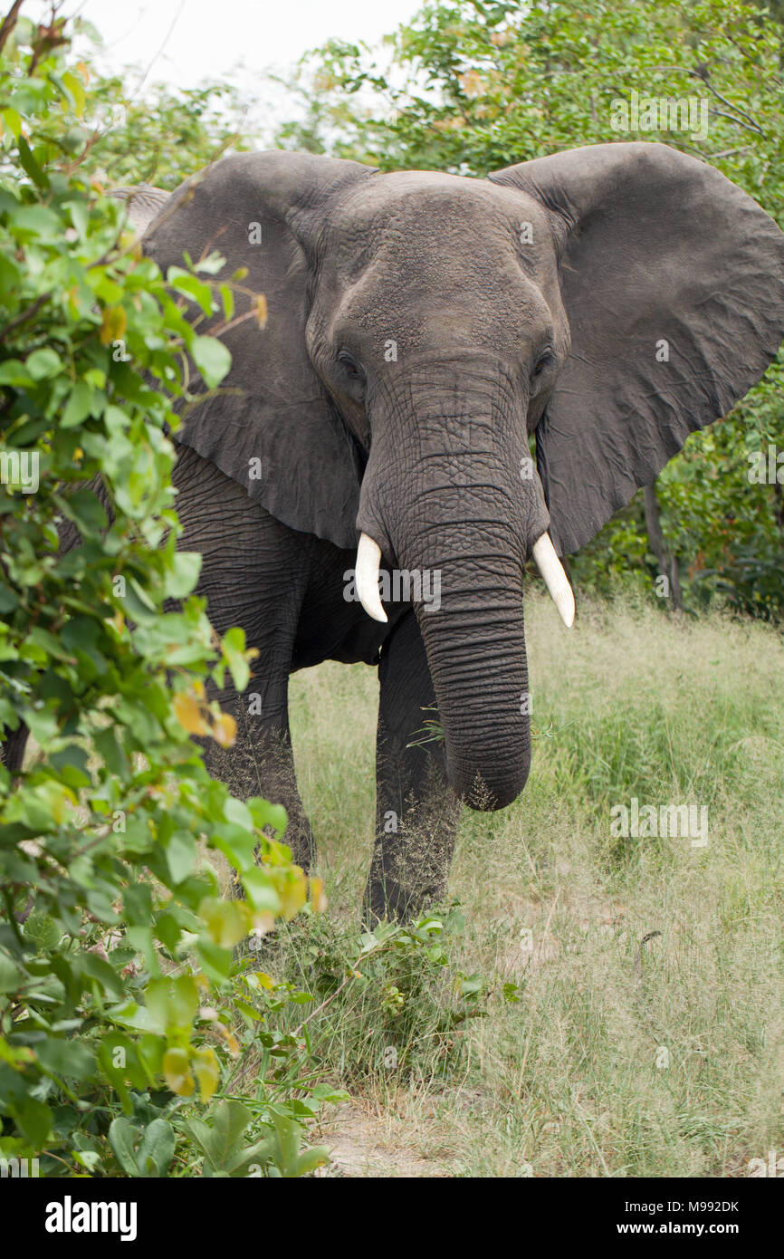 African Elephant (Loxodonta africana). Gathering green tree foliage to eat using trunk. Chobe National Park. Okavango Delta. Botswana. Africa. Stock Photo