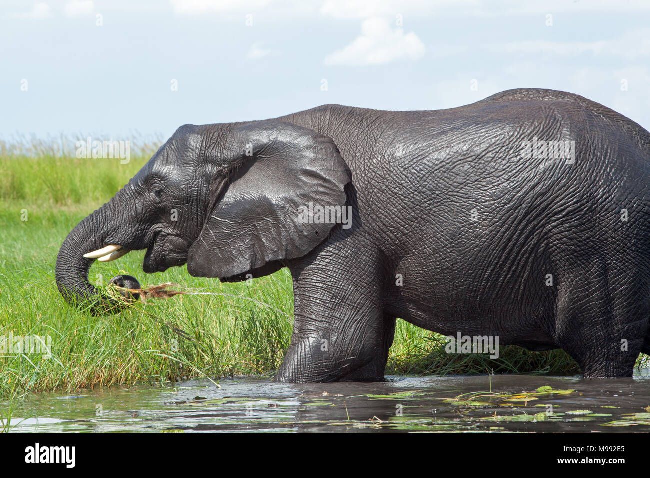 African Elephant (Loxodonta africana). Gathering green water edge vegetation to eat using trunk. Chobe National Park. Okavango Delta. Botswana. Africa Stock Photo