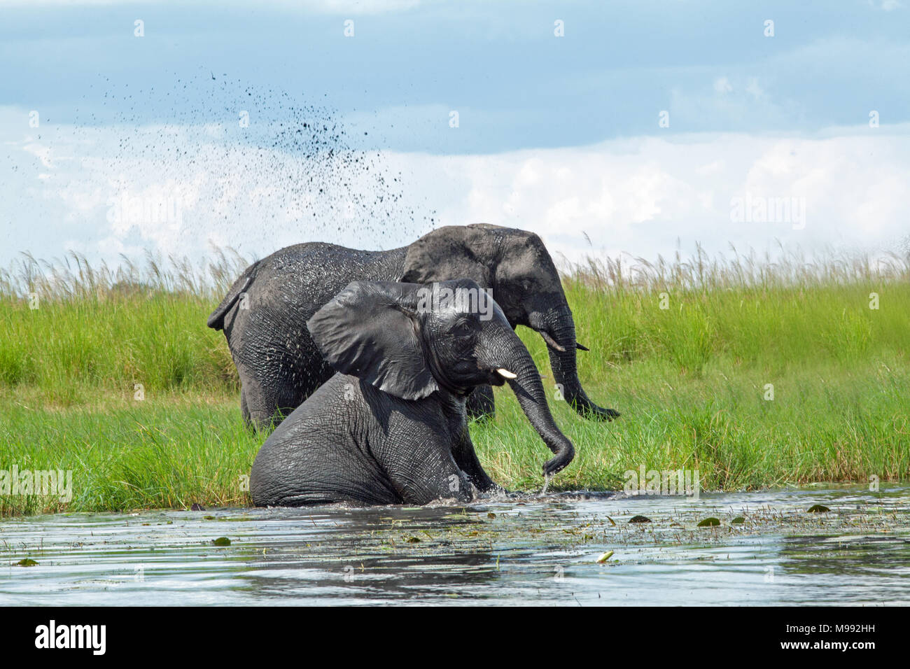 African Elephants (Loxodonta africana). Cow  in rear gathering green marginal aquatic vegetation to eat using trunk. Nearer front animal using trunk t Stock Photo