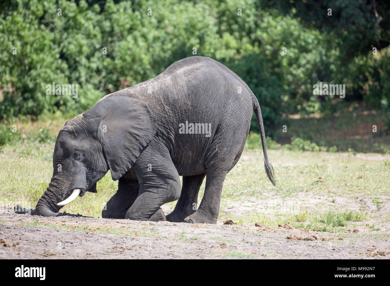 African Elephant (Loxodonta africana). Using tusks and trunk to dig a hole, bending down on foreleg knees, and find mineral salts, dietary supplements. Stock Photo