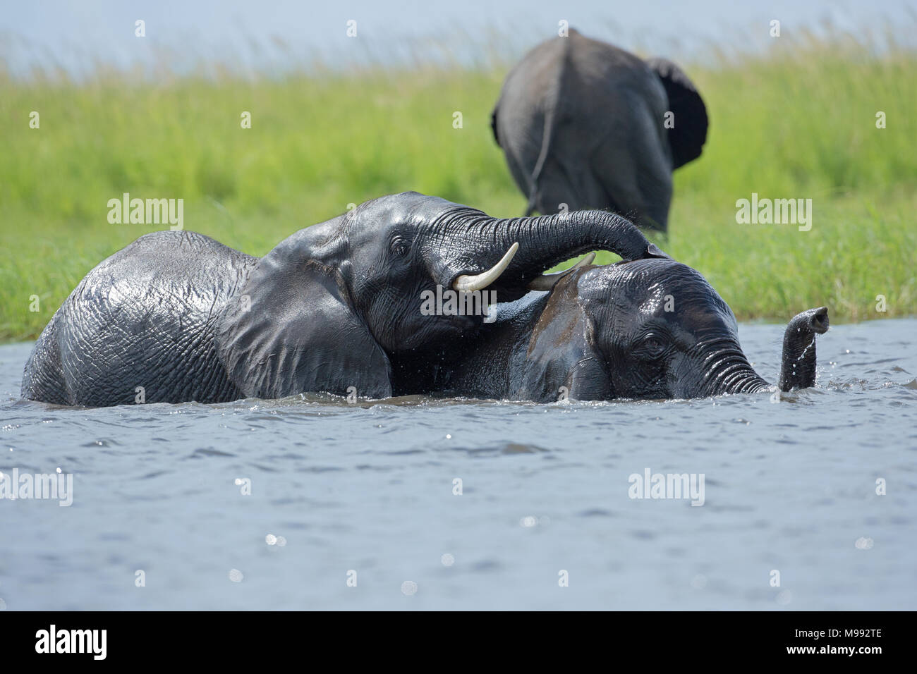African Elephants (Loxodonta africana). Sub-adult pair making up to one another half immersed in river water. Okavango Delta. Botswana. January. Stock Photo