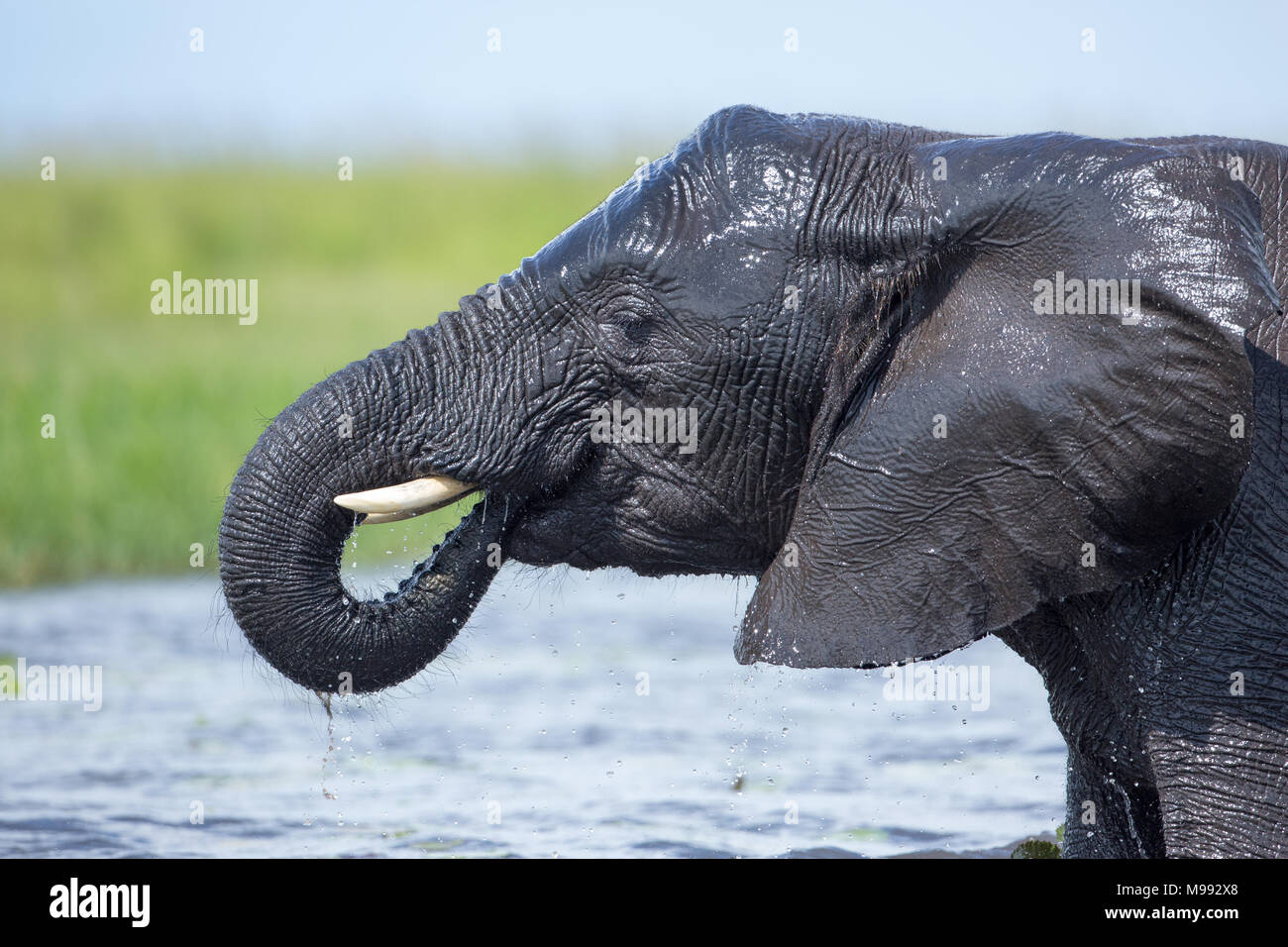 African Elephant (Loxodonta africana). Cooling off in river water. Using trunk lift drinking water to mouth. Ear flapping. Thermoregulation. Wet skin. Stock Photo