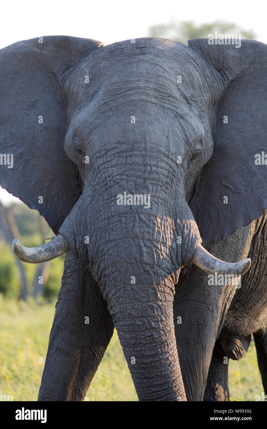African Elephant (Loxodonta africana). Front view portrait of a wild animal showing trunk and tusks. Okavango Delta. Botswana. Africa. Stock Photo