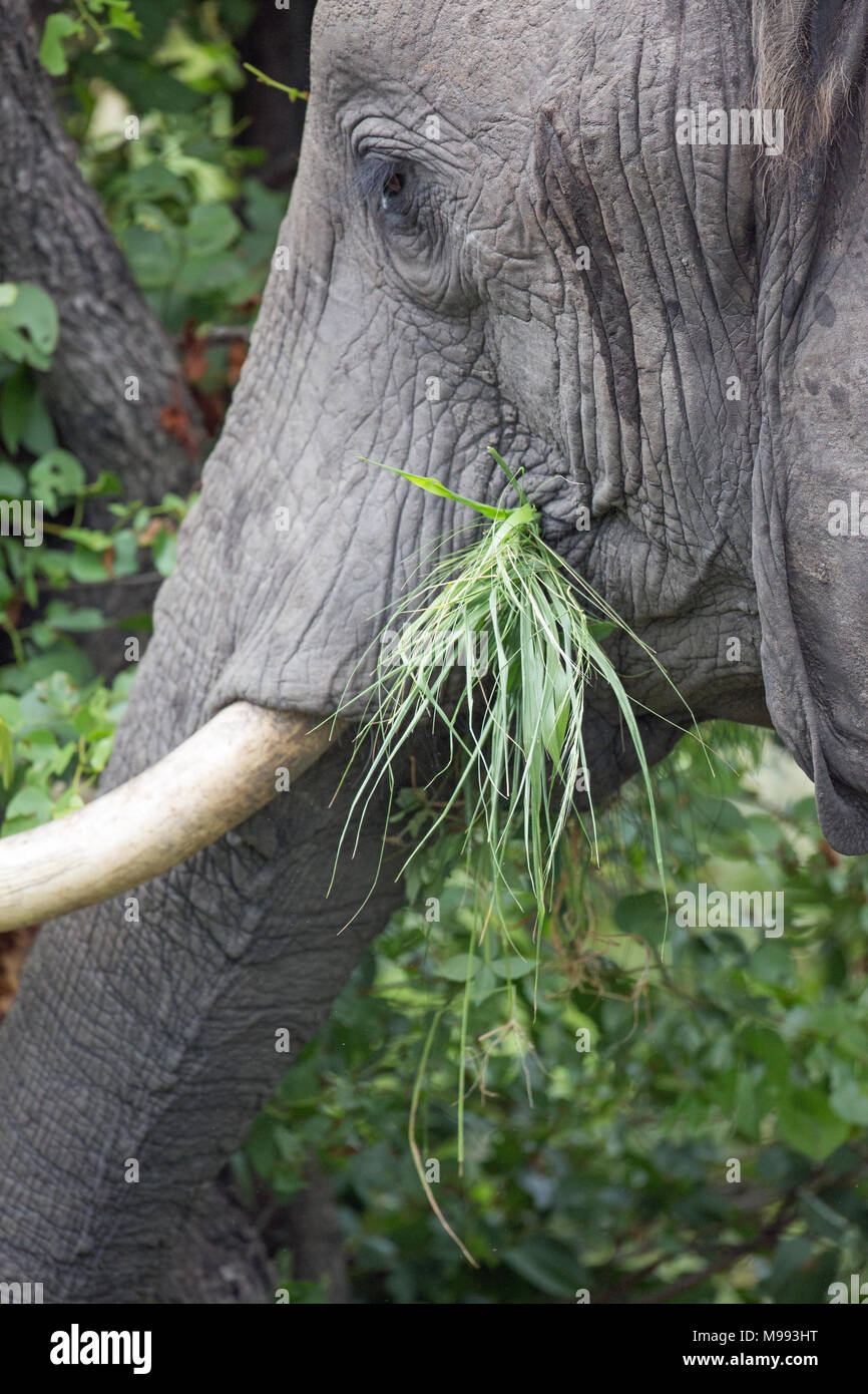 Tusk gland hires stock photography and images Alamy