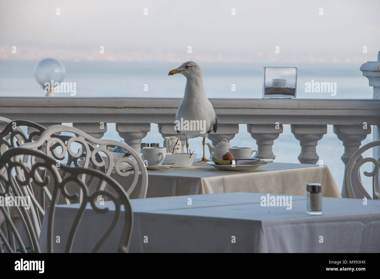 Seagull standing on a seaside restaurant table Stock Photo