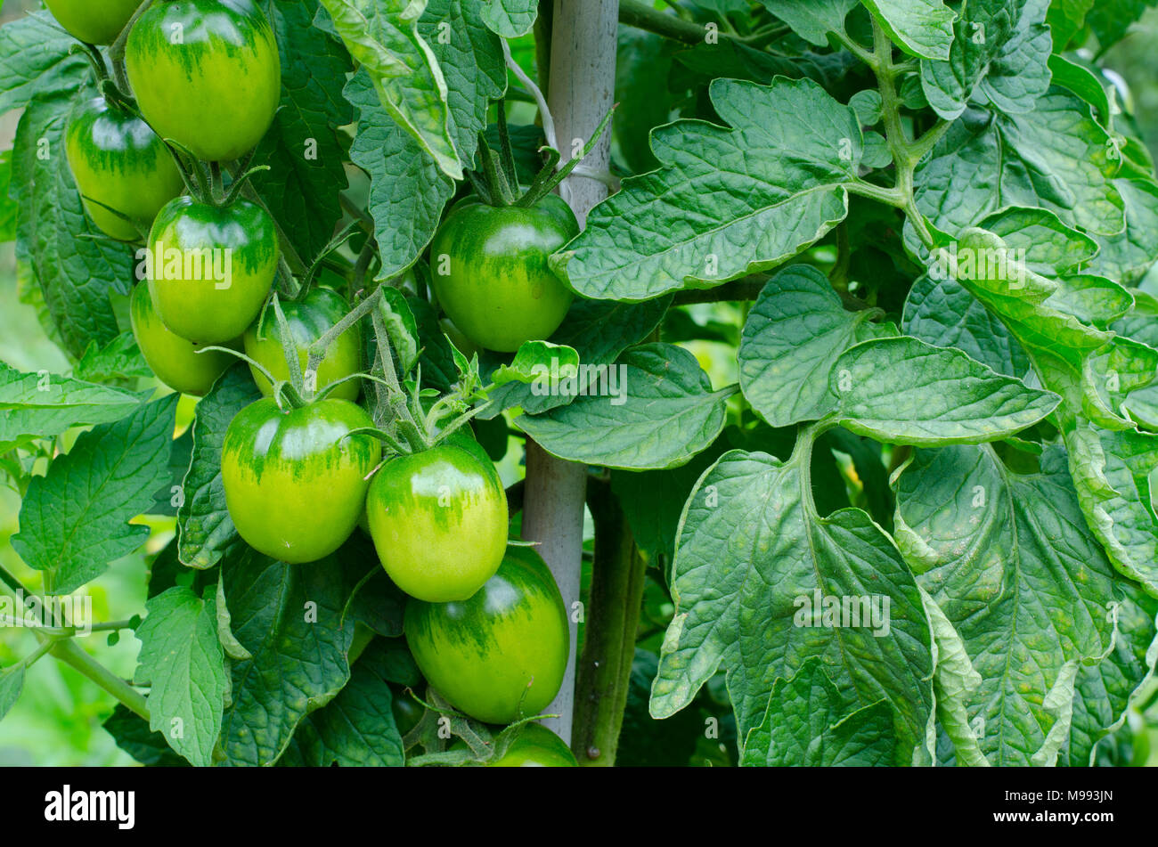 cluster of green plum tomato fruits with leaves on a vine Stock Photo
