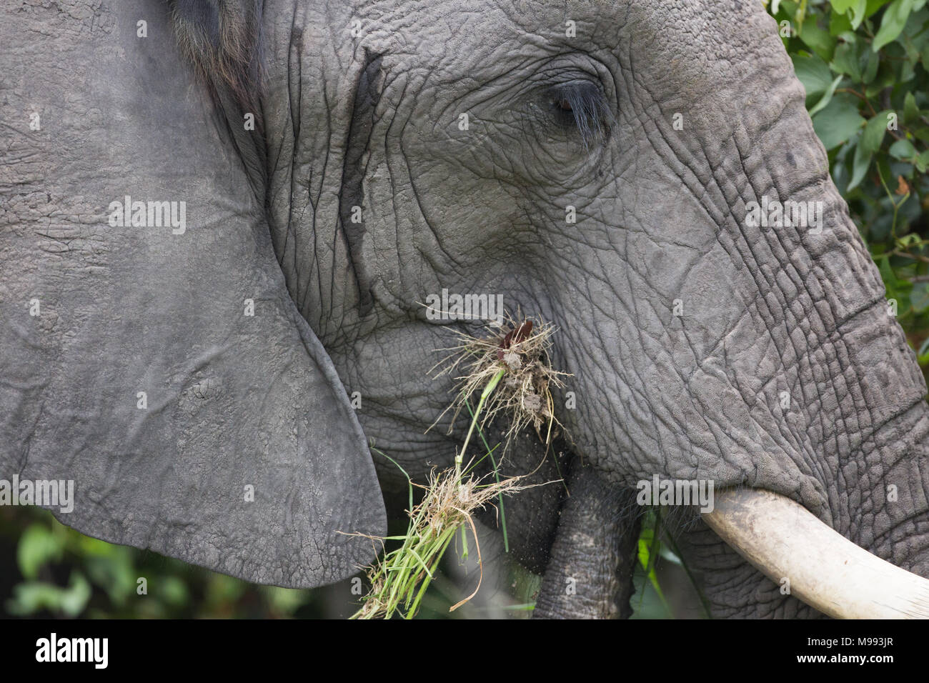 African Elephant (Loxodonta africana). Cow elephant with mouth full of vegetation thrust into the mouth. Temporal gland opening between ear and eye. Stock Photo
