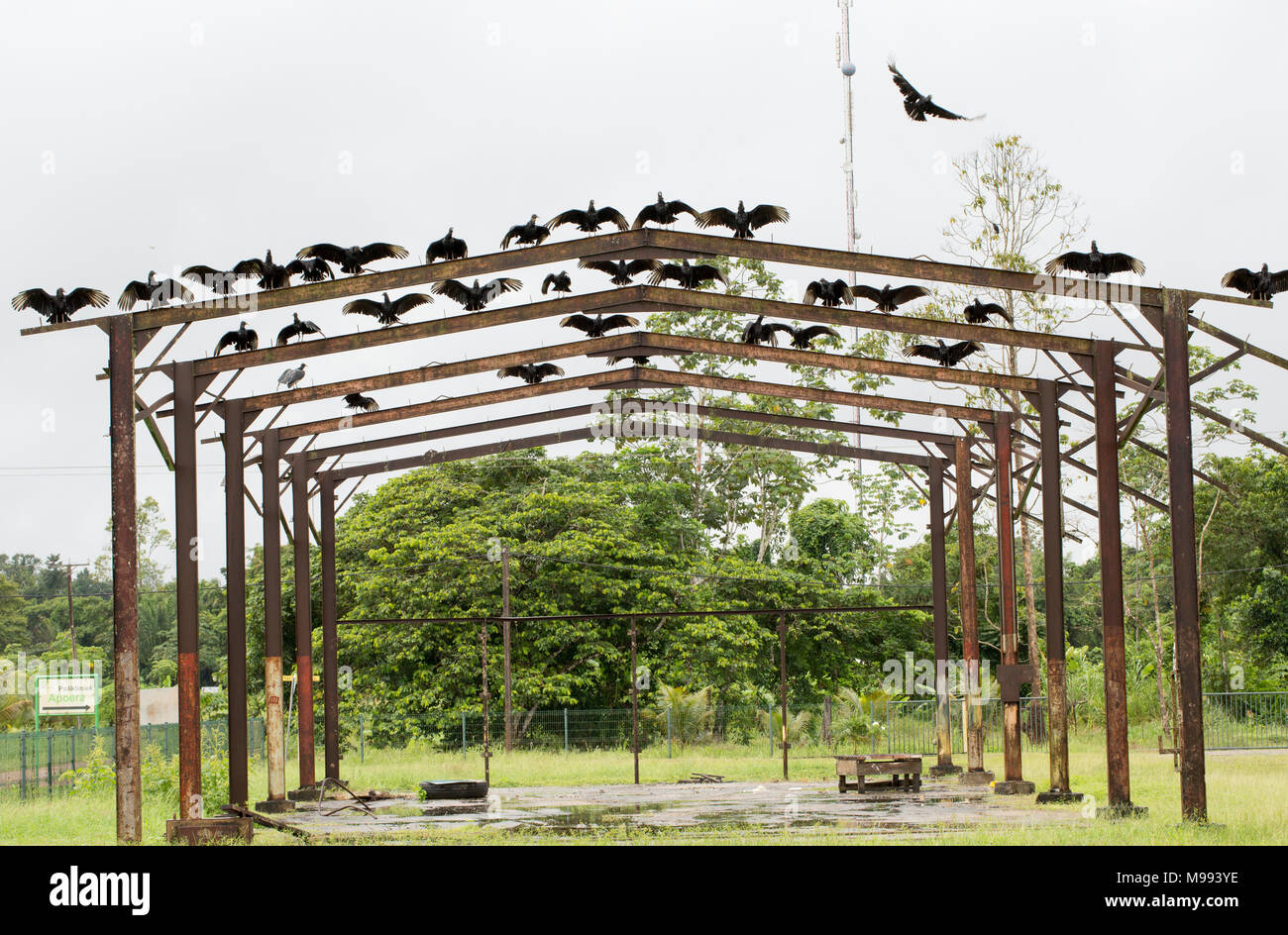 Apoera surinam hires stock photography and images Alamy