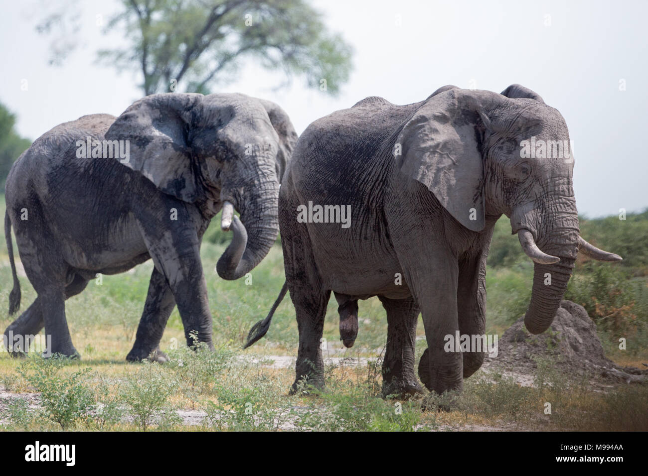 African Elephants (Loxodonta africana). Two solitary bulls, leaving a watering hole covered in drying mud after bathing. Thermoregulation. Botswana. Stock Photo