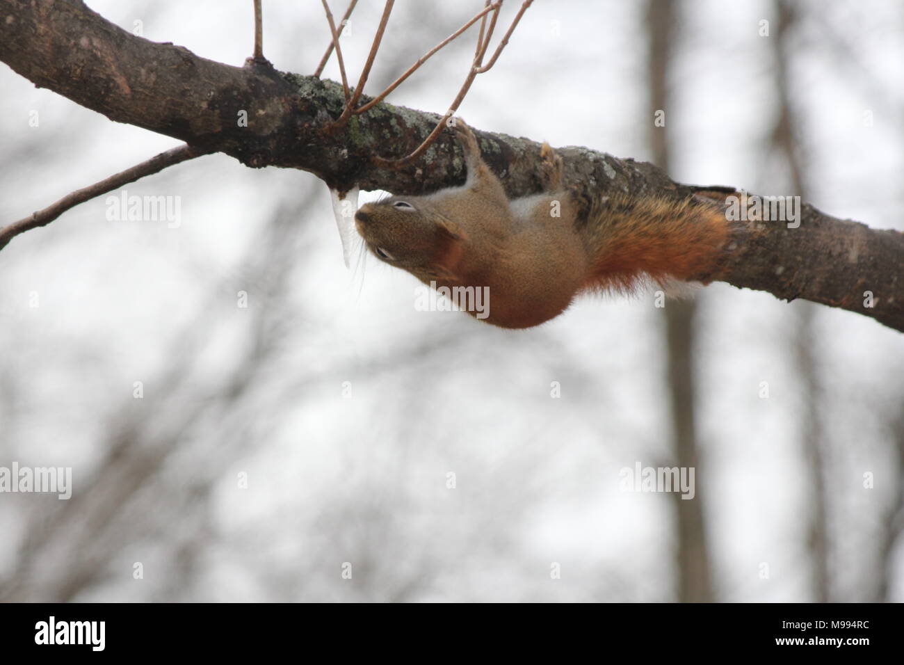 Red Squirrel -Tamiasciurus hudsonicus, licking an icicle on the ...