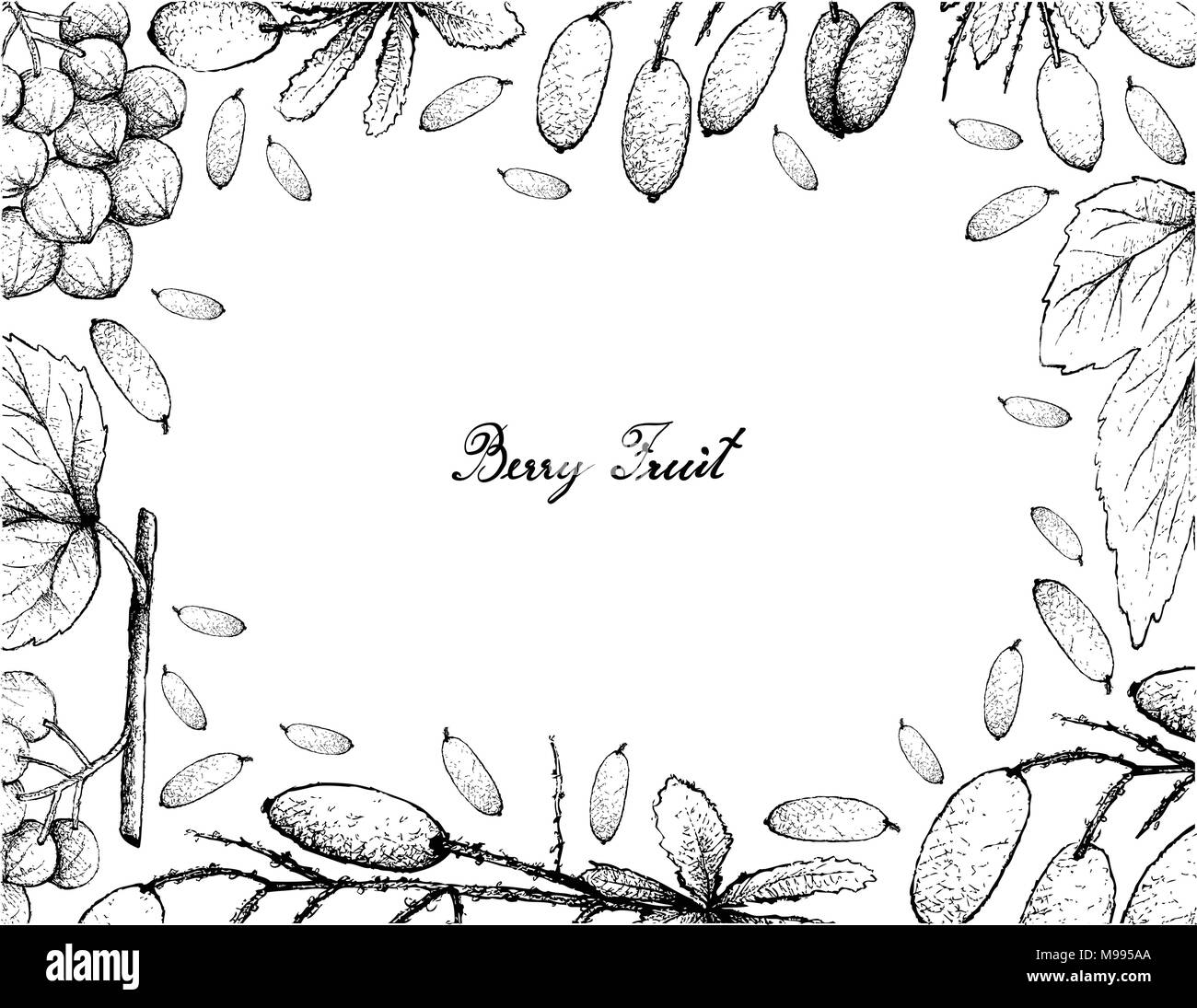 Berry Fruit, Illustration Frame of Hand Drawn Sketch of Ampelocissus Latifolia and Barberries or Berberis Vulgaris FruitsIsolated on White Background. Stock Vector