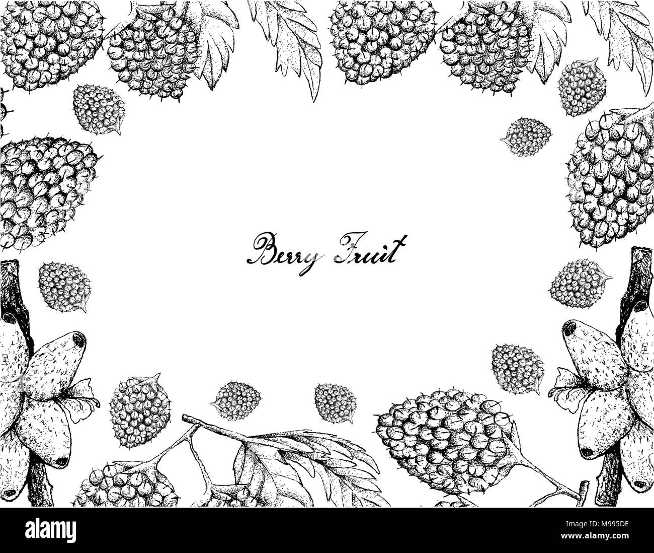 Berry Fruit, Illustration Frame of Hand Drawn Sketch of Medinilla Magnifica or Showy Medinilla and Balloon Berries or Rubus Illecebrosus Fruits Isolat Stock Vector